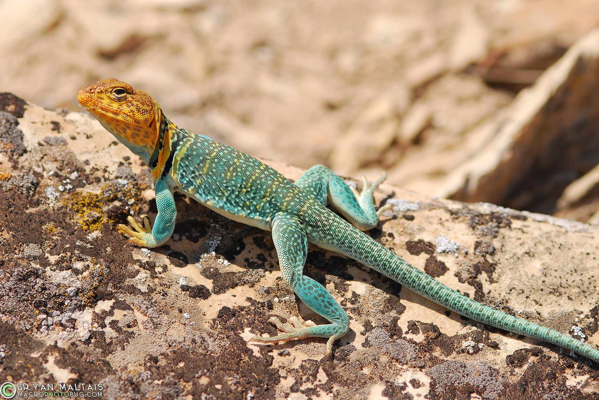 The Common Collared Lizard in Colorado, Reptile Photography