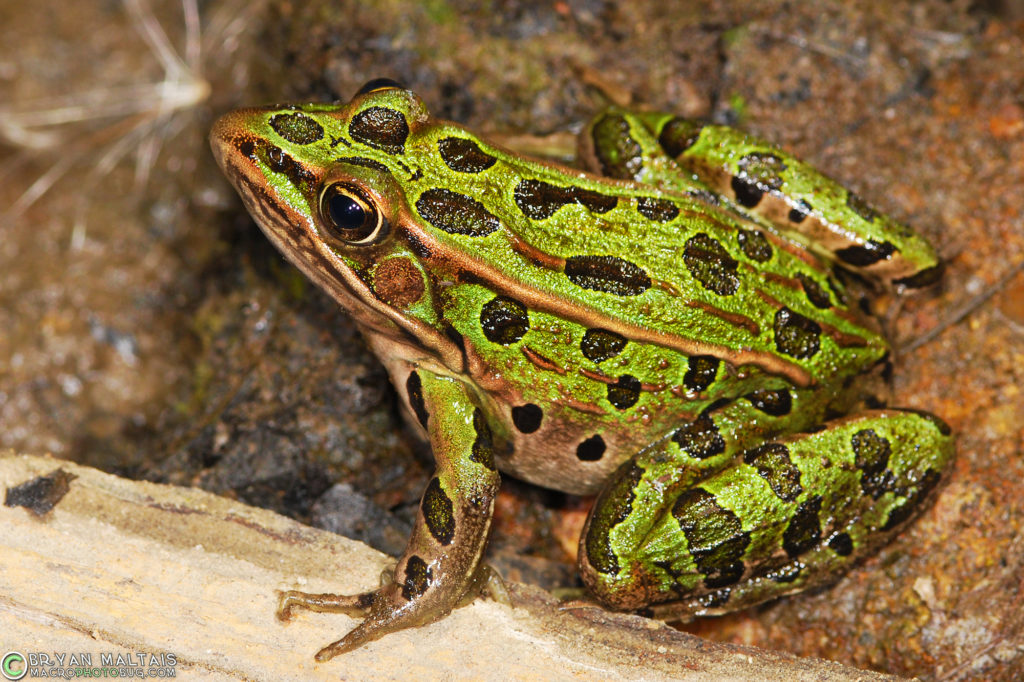 Leopard Frog Habitat Requirements
