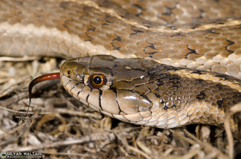 Western Terrestrial Garter Snake