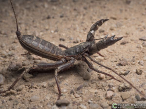 scorpion giganteus claws whip arizona giant related