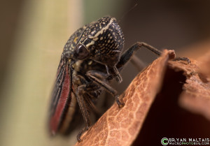 insect macro photography leafhopper reversed 24mm 36mm extension tube