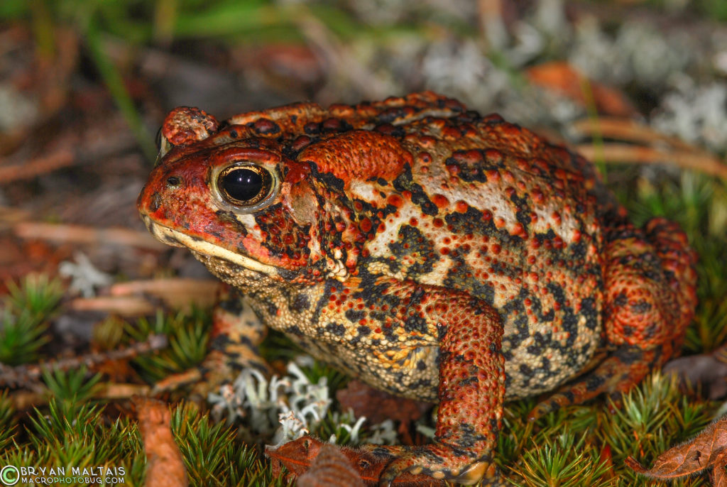 American Toad