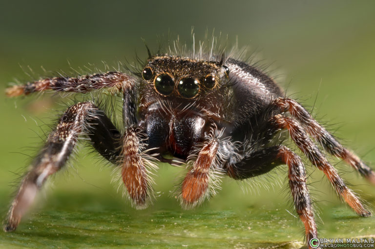 Bold Jumping Spider