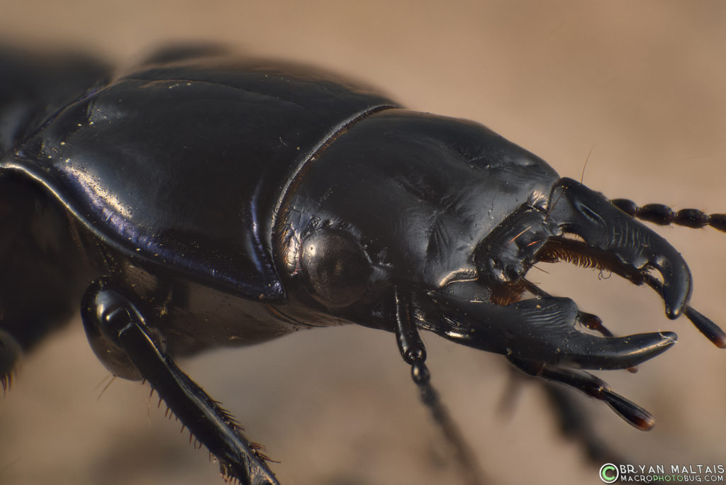 ground beetle head2