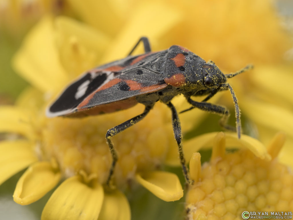 Small Milkweed Bug