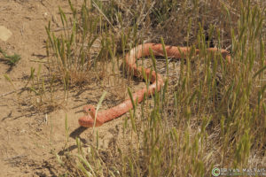 Coachwhip colorado