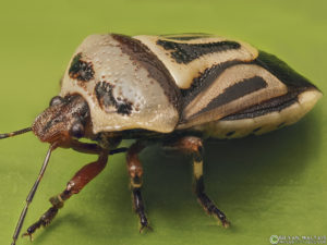 two spotted stink bug