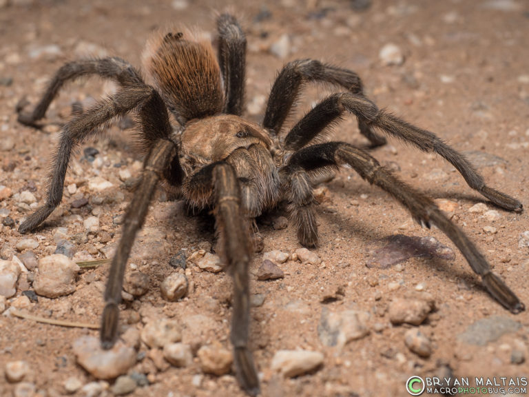 Arizona Blond Tarantula