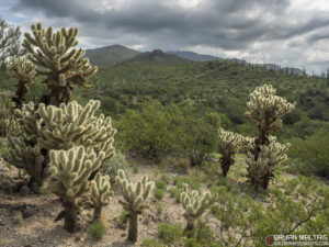 Rincon Mountain Saguaro National Park