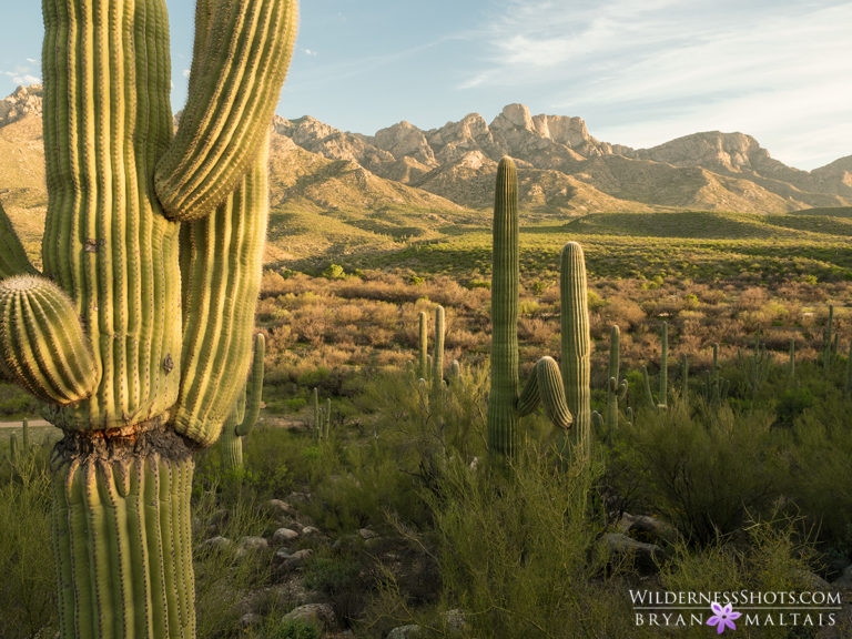 Catalina-State-Park-Tucson-Arizona-Photography