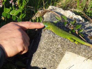 western green lizard rottenburg germany reptile photos