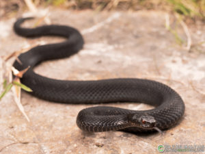 European Adder Vipera berus black morph