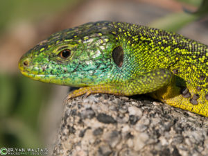 Smaragd Eidechse Kopf Lacerta bilineata germany reptile photography