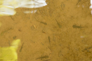 Fire Salamander Larvae