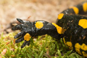 fire salamander mutated foot