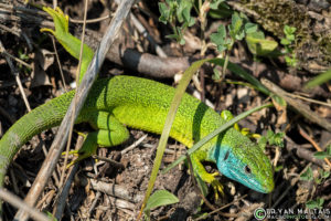 green lizard lacerta bilineata male