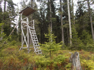 vipera berus habitat black forest