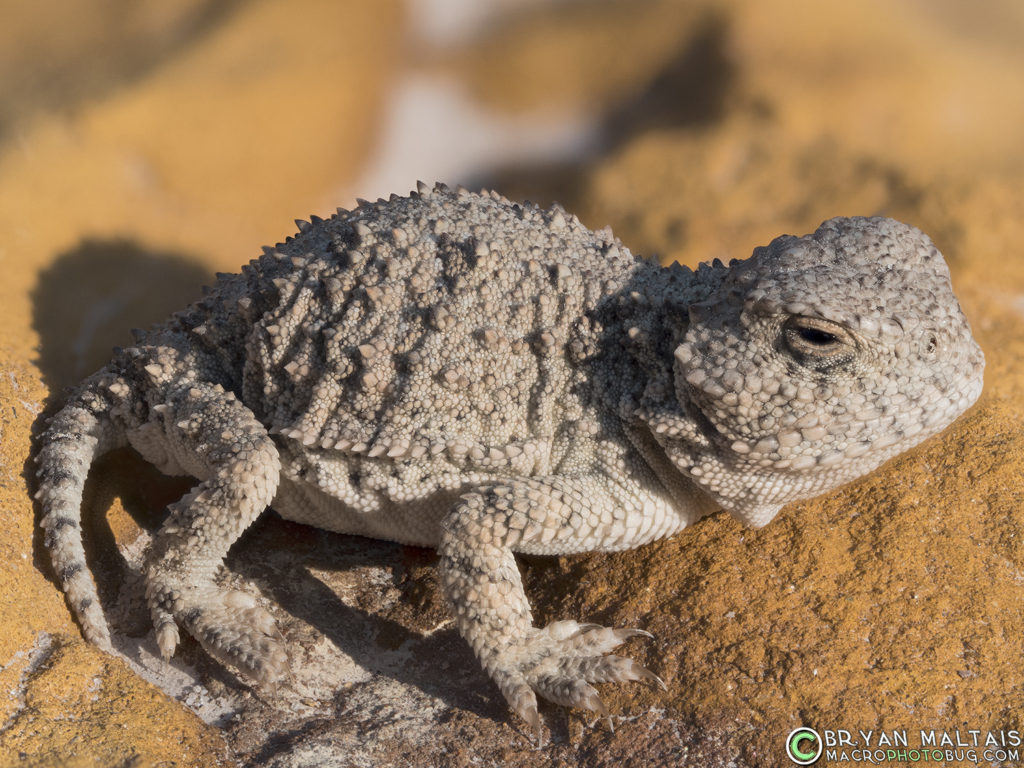 Greater Short-horned Lizard Juvenile