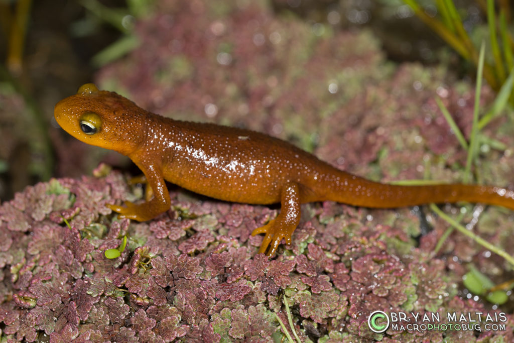 california newt amphibian macro photos