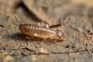 earwig larva super macro photography