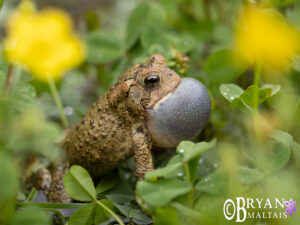 American Toad Calling missouri