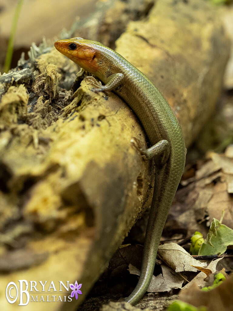 broadhead skink missouri 2