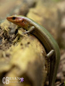 Broad-headed Skink, Missouri