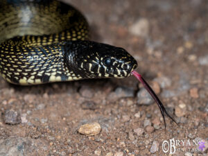 Desert Kingsnake, Arizona