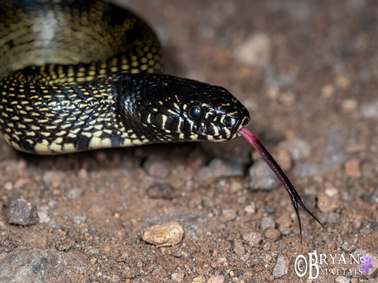 desert kingsnake tucson az