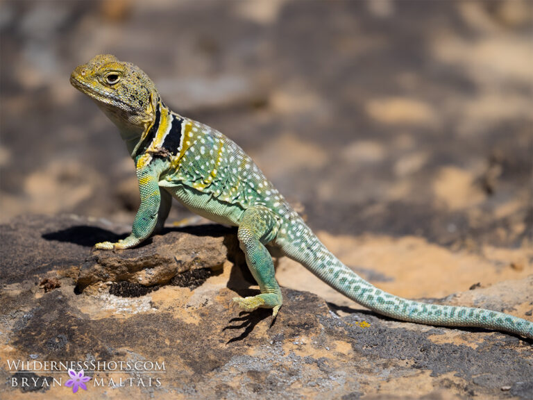 Eastern Collared Lizard, Colorado