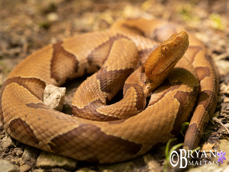 Eastern Copperhead coiled, Missouri