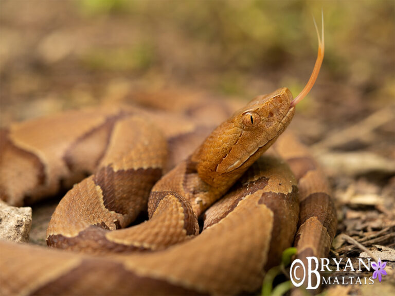 Eastern Copperhead, Missouri