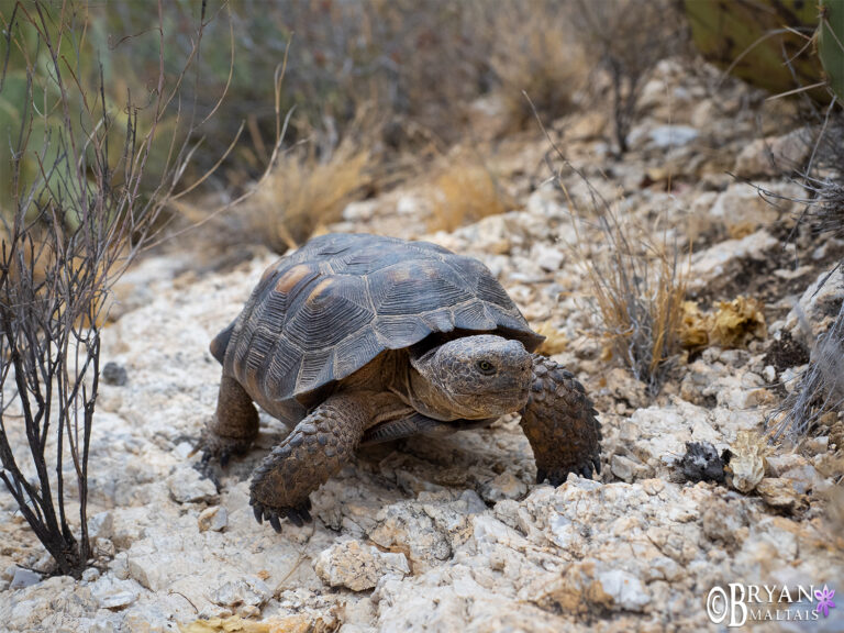 Morafka's Desert Tortoise, Arizona