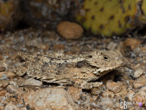 Regal Horned Lizard Arizona