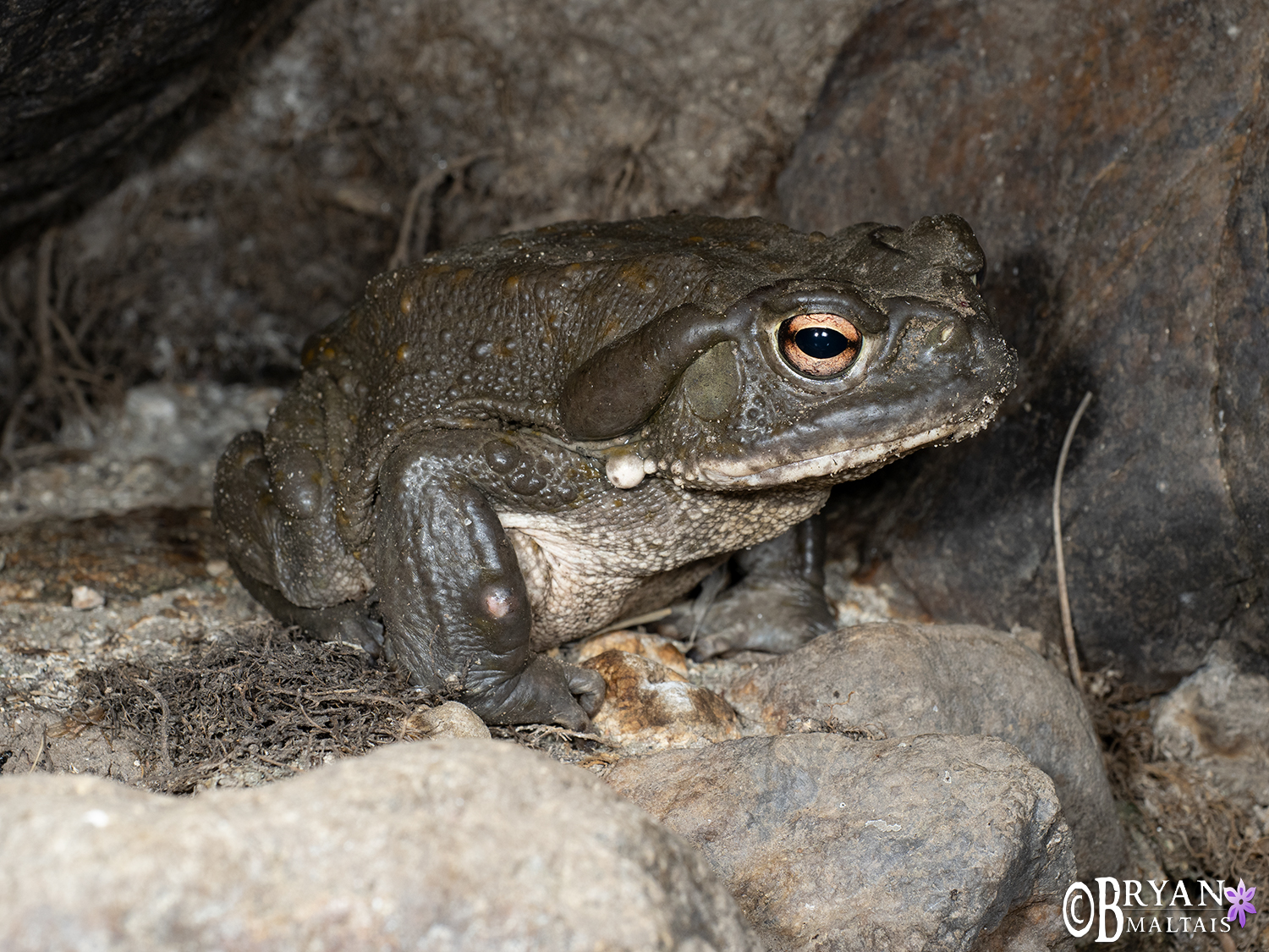 sonora desert toad