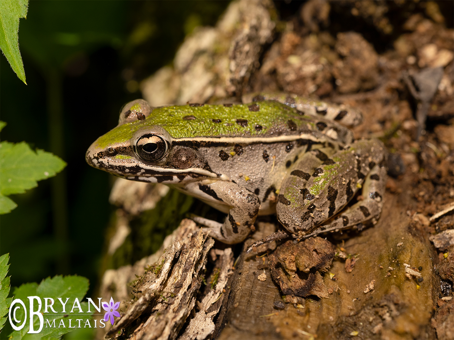 Southern Leopard Frog, Missouri