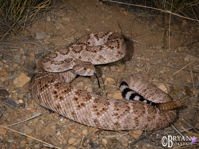 western diamondback rattlesnake arizona